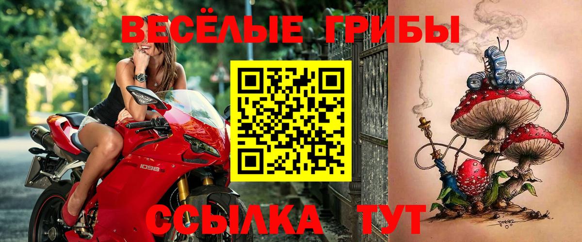 Галлюциногенные грибы Psilocybe Белебей